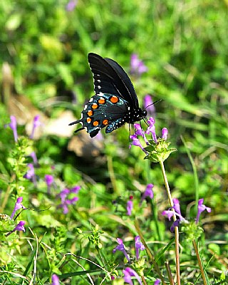 Swallowtail 1