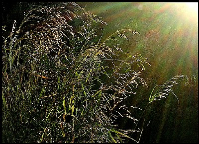 sunlight...