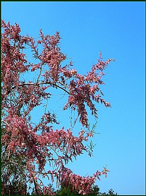 pink on a blue sky...