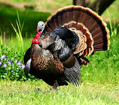 Turkey