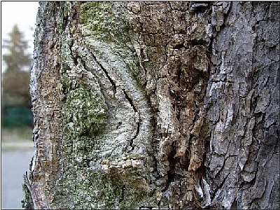 tree scar