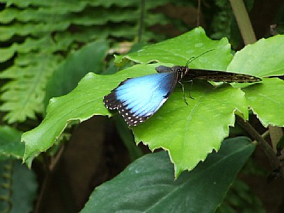 Another blue butterfly