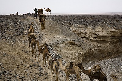 Camel train, Hamed Ela