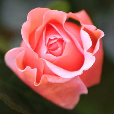 a perfect rose