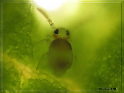 Leaf lice