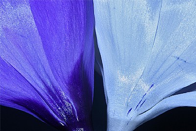 crocus  blues