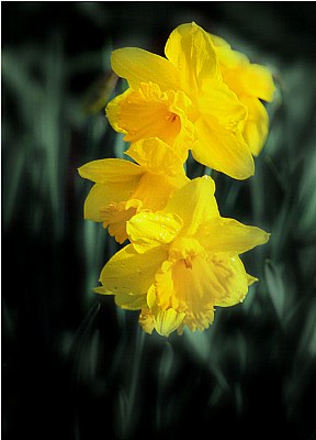 Daffodils