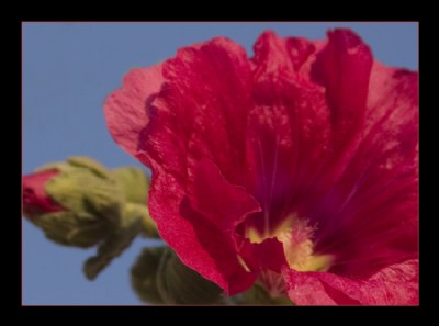 Backyard flower - Hibiscus 2