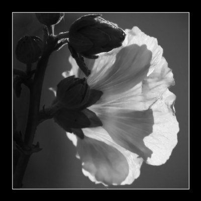 Backyard flower - Hibiscus 3