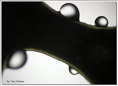 Rain drops