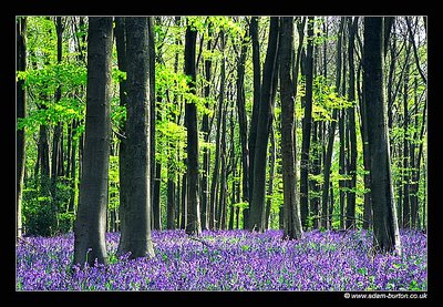 Bluebell Woodlands