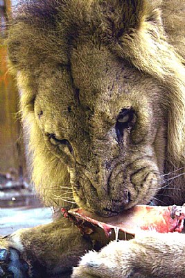 i'm very hungry