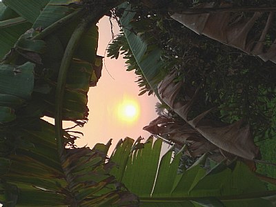 Sunset Through  Banana Leaves