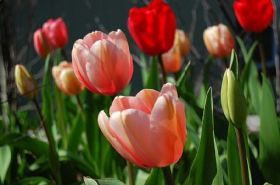 TULIPS