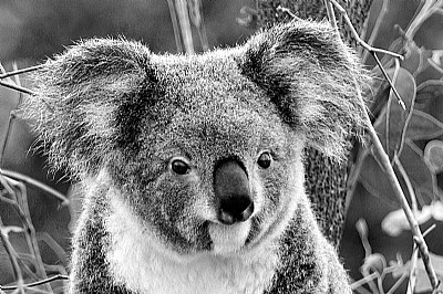 How much can a Koala bear