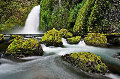 Spring Rainforest