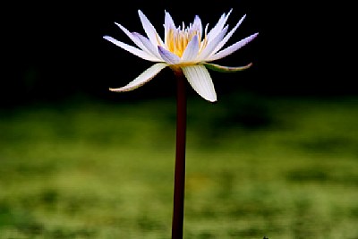 Water Lily