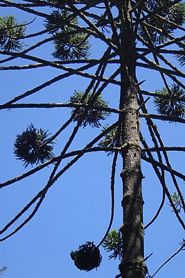 araucaria