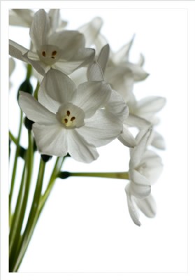 Spring whites [2]