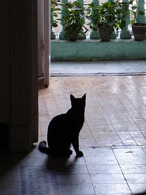 Silhouette