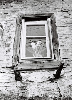 flowers on the window