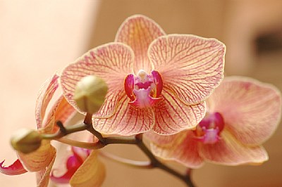 Orchid