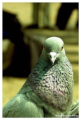 Pigeon Portrait  