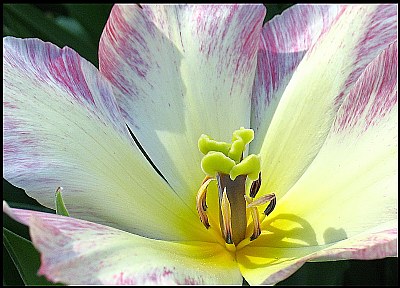 Tulip Macro 11