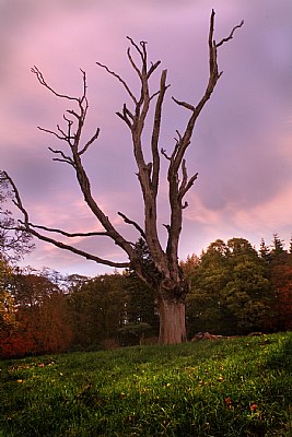 Glen Esk Tree