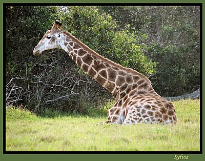 Giraffe