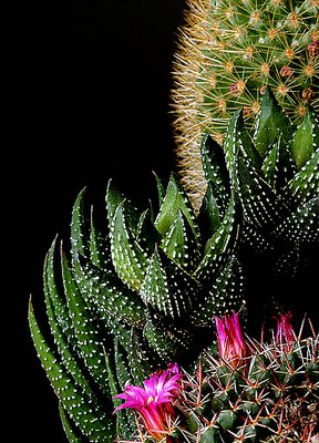 Cactus Garden