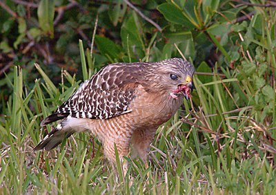 Red Shouldered Hawk