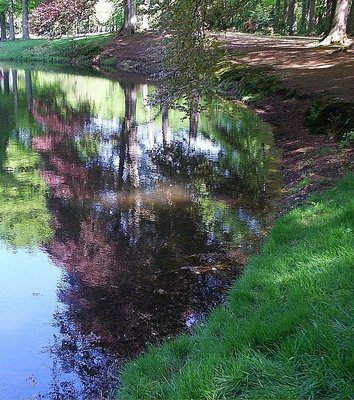 Forest reflections