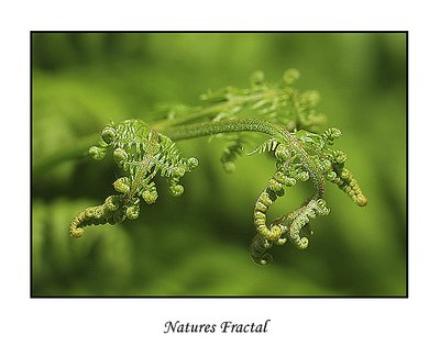 Natures Fractal