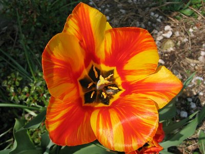 another tulip