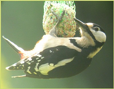 Great spotted woodpecker