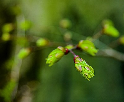 Bud