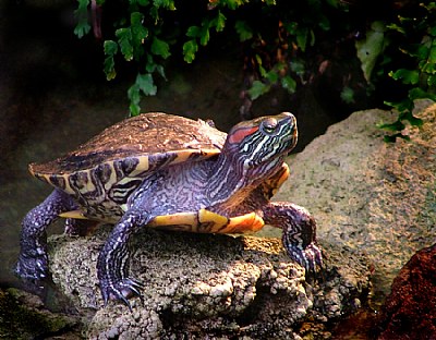 Conservatory Turtle