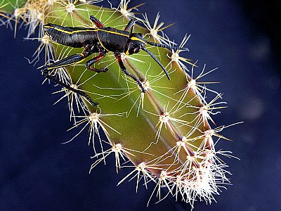 A prickly situation.