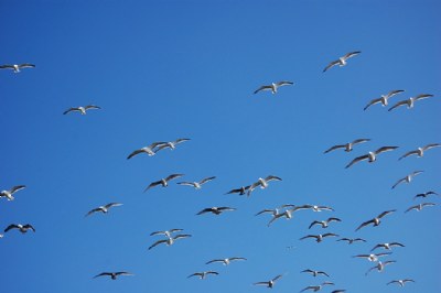 Flying  Formations