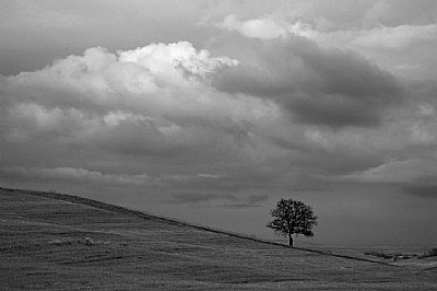 Santa Luce lonely tree