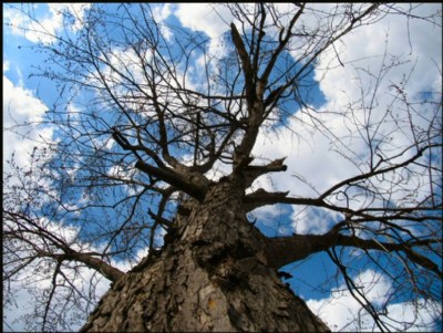 Embraced By A Tree