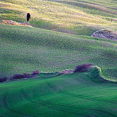 cipresso volterrano