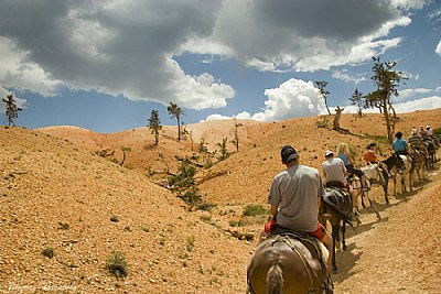horse ride in the desert