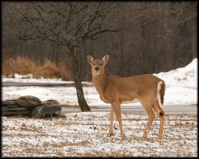 Doe, a deer, a female deer.