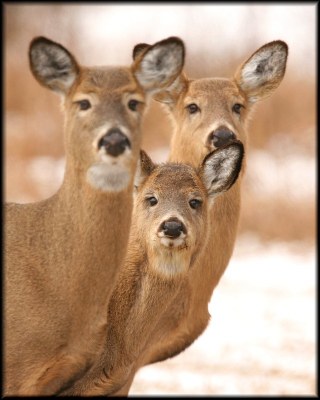 Larry, Moe & Curly