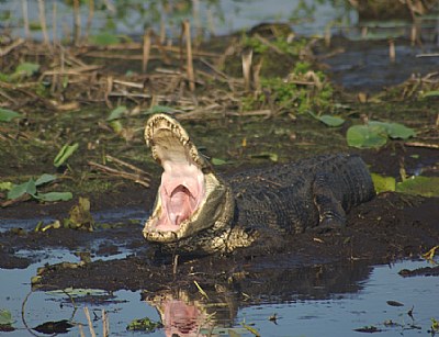 nice yawn