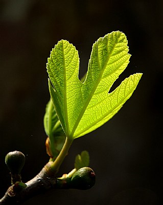 Spring leaf