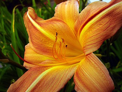 Hemerocallis 2