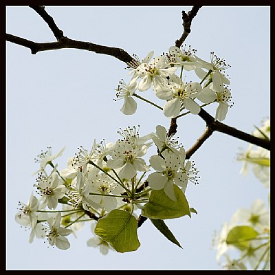 tree florals